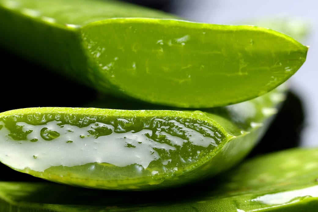 Aloe Vera Used in the Best Anti Aging Skin Care Products